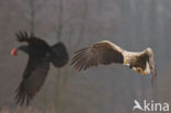 Zeearend (Haliaeetus albicilla)