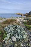 Seakale (Crambe maritima)