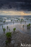 Zeekraal (Salicornia spec)