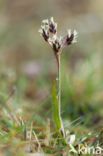 Sedge (Carex spec.)