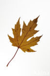 silver maple (Acer saccharinum)