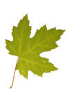 silver maple (Acer saccharinum)