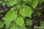 Large-leaved Lime (Tilia platyphyllos)