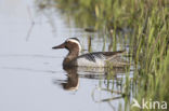 Garganey (Anas querquedula)