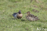 Garganey (Anas querquedula)