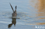 European Turtle-Dove (Streptopelia turtur)