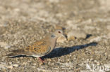 Zomertortel (Streptopelia turtur)