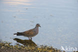 Zomertortel (Streptopelia turtur)