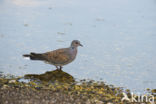 Zomertortel (Streptopelia turtur)