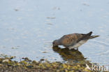 Zomertortel (Streptopelia turtur)