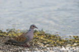 Zomertortel (Streptopelia turtur)