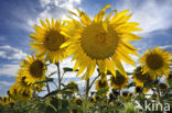 Zonnebloem (Helianthus annuus)