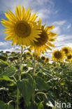 Common Annual Sunflower (Helianthus annuus)