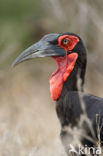 Southern Ground Hornbill (Bucorvus cafer