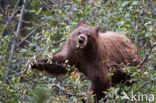 Zwarte beer (Ursus americanus)