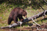 American black bear (Ursus americanus)