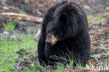 American black bear (Ursus americanus)