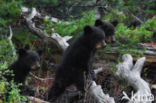 Zwarte beer (Ursus americanus)