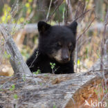 Zwarte beer (Ursus americanus)