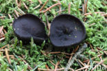 Zwarte bekerzwam (Pseudoplectania nigrella)