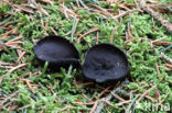 Zwarte bekerzwam (Pseudoplectania nigrella)