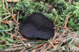 Zwarte bekerzwam (Pseudoplectania nigrella)