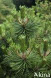 Zwarte den (Pinus nigra)