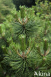 Austrian Pine