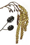 black alder (Alnus glutinosa)