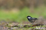 Zwarte Mees (Parus ater)