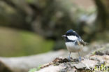 Zwarte Mees (Parus ater)