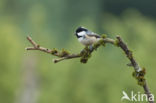 Zwarte Mees (Parus ater)