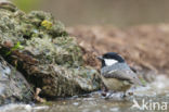 Zwarte Mees (Parus ater)