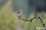 Zwarte Mees (Parus ater)