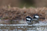 Zwarte Mees (Parus ater)