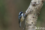 Zwarte Mees (Parus ater)