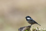 Zwarte Mees (Parus ater)