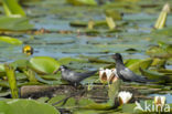 Zwarte Stern (Chlidonias niger)