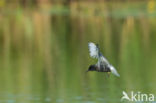 Zwarte Stern (Chlidonias niger)