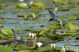 Zwarte Stern (Chlidonias niger)