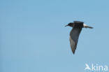 Black Tern (Chlidonias niger)