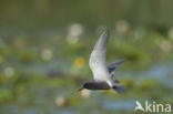 Black Tern (Chlidonias niger)