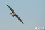 Black Tern (Chlidonias niger)