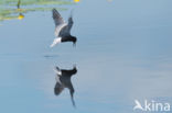 Black Tern (Chlidonias niger)