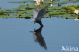 Black Tern (Chlidonias niger)