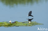 Black Tern (Chlidonias niger)