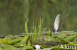 Zwarte Stern (Chlidonias niger)