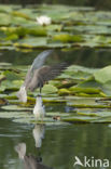 Zwarte Stern (Chlidonias niger)