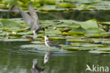 Zwarte Stern (Chlidonias niger)