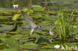 Zwarte Stern (Chlidonias niger)